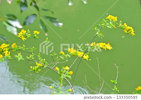 Yamabuki flowers on the shore of Lake Kamokita 133350595