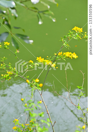 Yamabuki flowers on the shore of Lake Kamokita 133350596