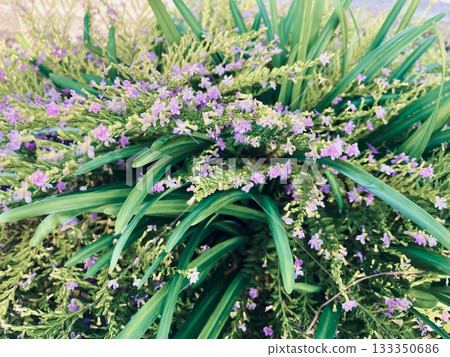 亞布蘭花開始綻放 亞布蘭花開始綻放 133350686