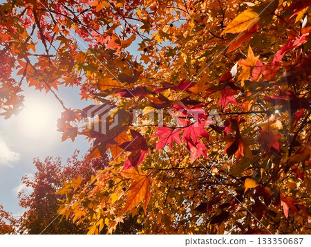 秋葉與陽光 秋葉與陽光 133350687