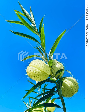 藍天和氣球樹 藍天和氣球樹 133350688