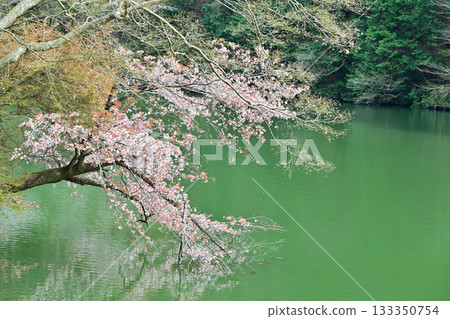 Cherry blossoms decorating the lakeside of Lake Kamokita 133350754