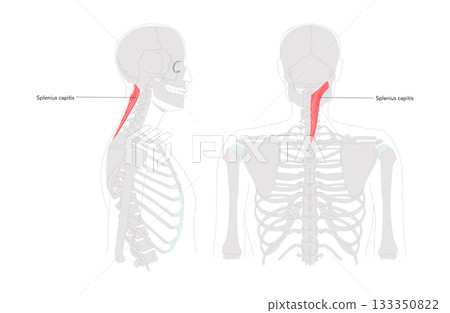 Splenius capitis - Posterior neck muscle depicted in detailed labeled chart, extends, rotates, and laterally flexes the head, 133350822