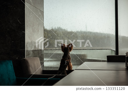 Dog gazing out a window on a rainy day. A small doggy Yorkshire terrier sits at a table in a restaurant, looking out a large window at a rainy day. 133351120