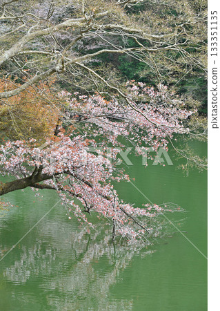 Cherry blossoms decorating the lakeside of Lake Kamokita 133351135