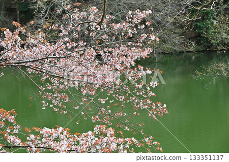 櫻花裝點鴨木田湖畔。 133351137