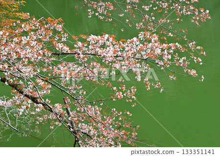 Cherry blossoms decorating the lakeside of Lake Kamokita 133351141