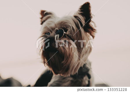 Cool and stylish Yorkshire Terrier wearing small black sunglasses. A cute Yorkie doggy lapdog is wearing round tiny sunglasses and looking at a camera 133351228
