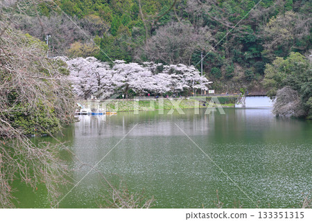 鴨木田湖畔的櫻花和翠綠的植物 133351315