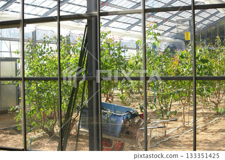 Farmers' greenhouses 133351425
