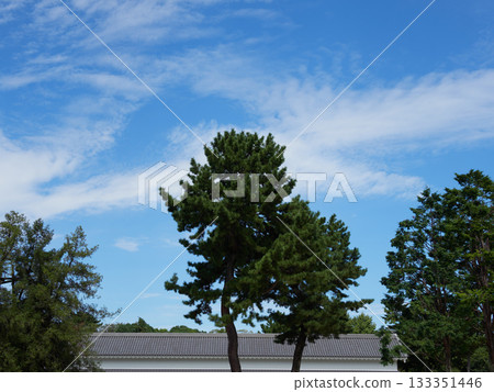 名古屋城內鬆樹的秋景 133351446