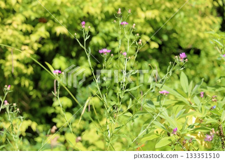 Cute Centaurea japonica flowers 133351510