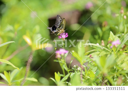 Cute Centaurea japonica flower, nectar-sucking butterfly 133351511