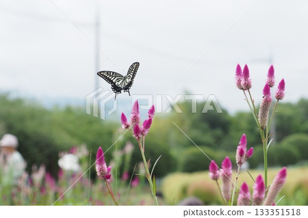 Noggin flower and swallowtail butterfly Noggin flower and swallowtail butterfly 133351518