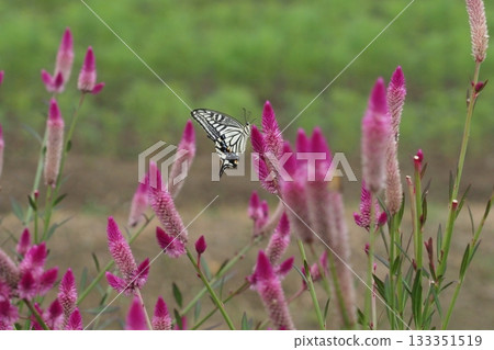 A field of sorrel flowers and a swallowtail butterfly 133351519