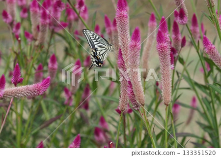 A field of sorrel flowers and a swallowtail butterfly 133351520