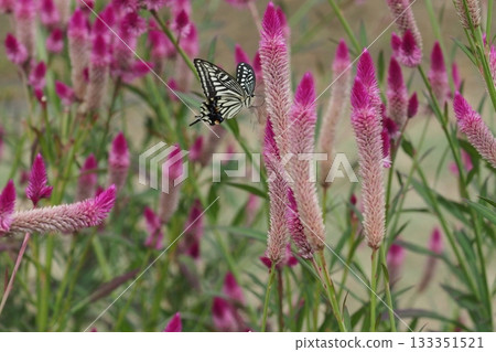 A field of sorrel flowers and a swallowtail butterfly 133351521
