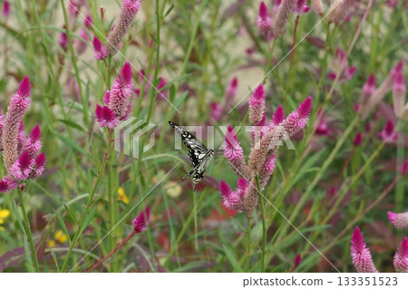 Noggin flower and swallowtail butterfly 133351523
