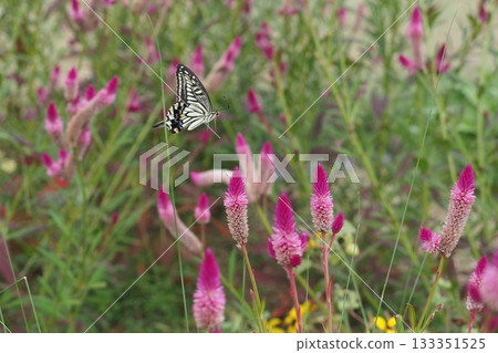 Noggin flower and swallowtail butterfly 133351525