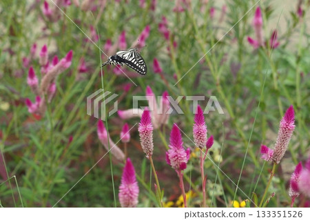 一隻鳳蝶飛過一朵酢漿草花。 133351526