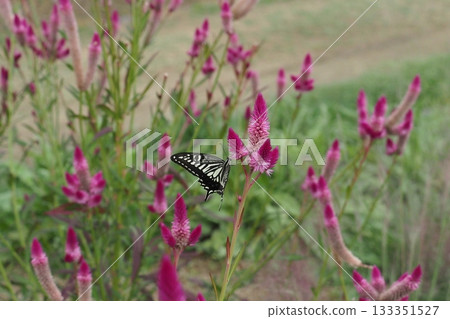 Noggin flower and swallowtail butterfly Noggin flower and swallowtail butterfly 133351527