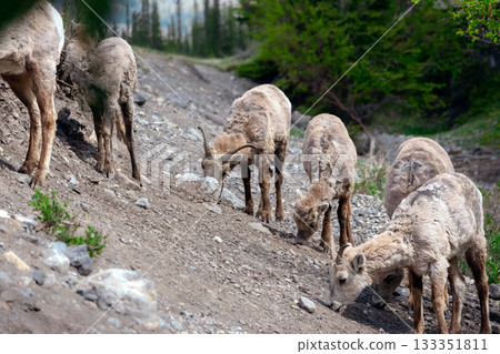 Females and young Bighorn sheep grazing in mountains in spring. 133351811