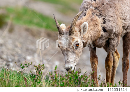 Young Bighorn sheep is eating green leaves in spring. 133351814