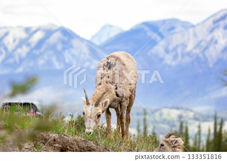 Bighorn sheep is grazing at the road with passing vehicles. 133351816