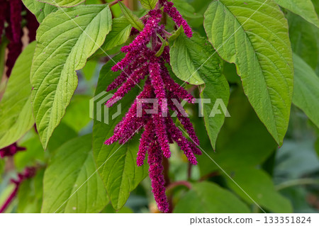 Red amaranth flower with green foliage in the autumn garden. Red amaranth flower with green foliage in the autumn garden. 133351824