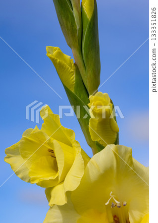 Yellow gladiolus with buds and leaves on a branch on the blue background. Yellow gladiolus with buds and leaves on a branch on the blue background. 133351826