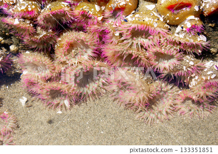 Bright anemones with pink tentacles in the water of a tidepool in summer. 133351851