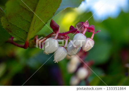 Gaultheria shallon bush with pink flowers and green leaves. 133351864