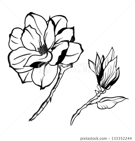 Elegant Black and White Outline Drawing of Magnolia Flower and Bud. A detailed, hand-drawn black and white line art illustration 133352244
