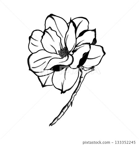 Minimalist Botanical Line Art Illustration. A detailed, hand-drawn black and white line art illustration of a large flower on a small stem. 133352245