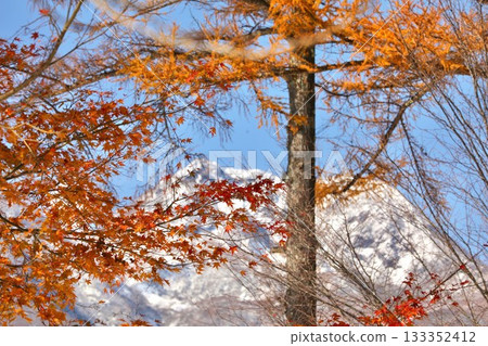 Maple leaves, Niigata Prefecture, Mt. Myoko, snow scene 133352412