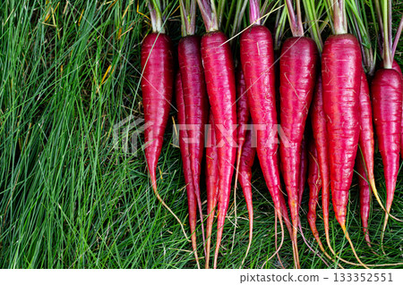 Red colorful carrots with foliage on green grass of the garden. Red colorful carrots with foliage on green grass of the garden. 133352551