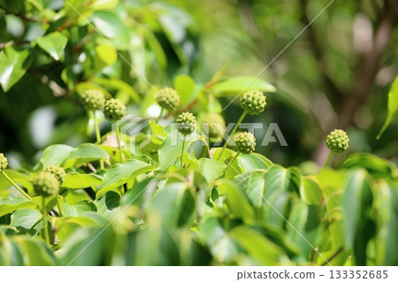 Cute mountain ash fruit Cute mountain ash fruit 133352685