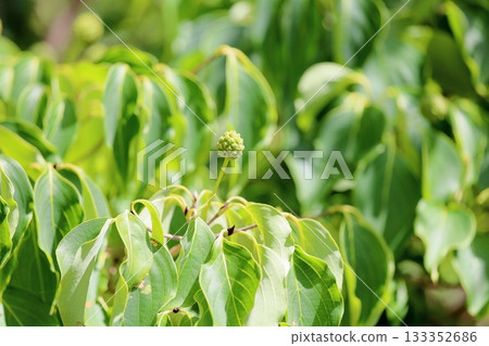 Cute mountain ash fruit 133352686