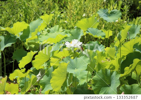 Refreshing lotus flower 133352687