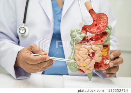 Digestive system with stomach and intestine, Asian doctor holding human anatomy model for study diagnosis and treatment in hospital. 133352714