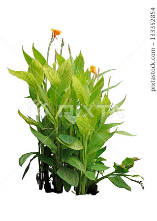 Tropical garden landscaping plant variegated of Canna or (Canna indica L.) Tropical garden landscaping plant variegated of Canna or (Canna indica L.) 133352854