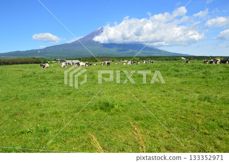 Farm of Mt. Takahara / Mt. Fuji (Morning Neighborhood / Shizuoka Prefecture Fujinomiya City) 133352971