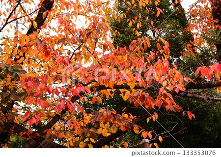 Somei-Yoshino cherry trees at Fukuzo-in Temple with their leaves dyed red (1) 133353076