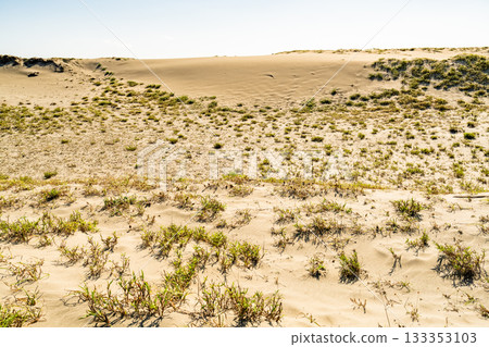 靜岡縣中田島沙丘 - 晴空下的景色 133353103