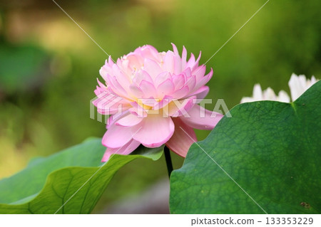 可愛的蓮花 133353229