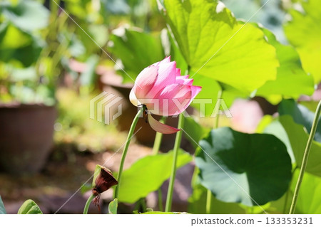Cute lotus flower 133353231