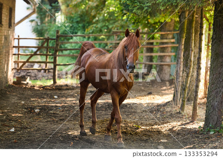 Beautiful chestnut horse portrait in a natural outdoor setting, standing gracefully in a rural landscape, perfect for equestrian themes and nature photography projects. 133353294