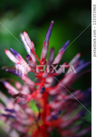Aechmea flower buds and raindrops Aechmea flower buds and raindrops 133353968