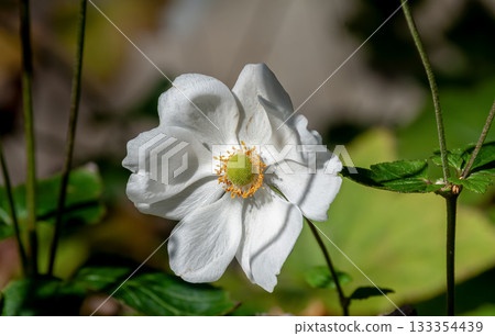 White anemone flowers (Ranunculaceae), a relative of the anemone 133354439