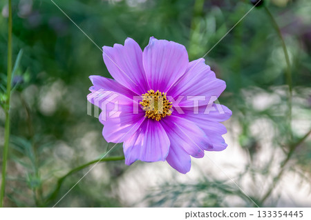 Pink cosmos blooming healthily against the soft morning light Pink cosmos blooming healthily against the soft morning light 133354445